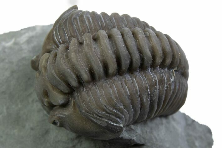 Long Curled Flexicalymene Trilobite - Mt Orab, Ohio #375292
